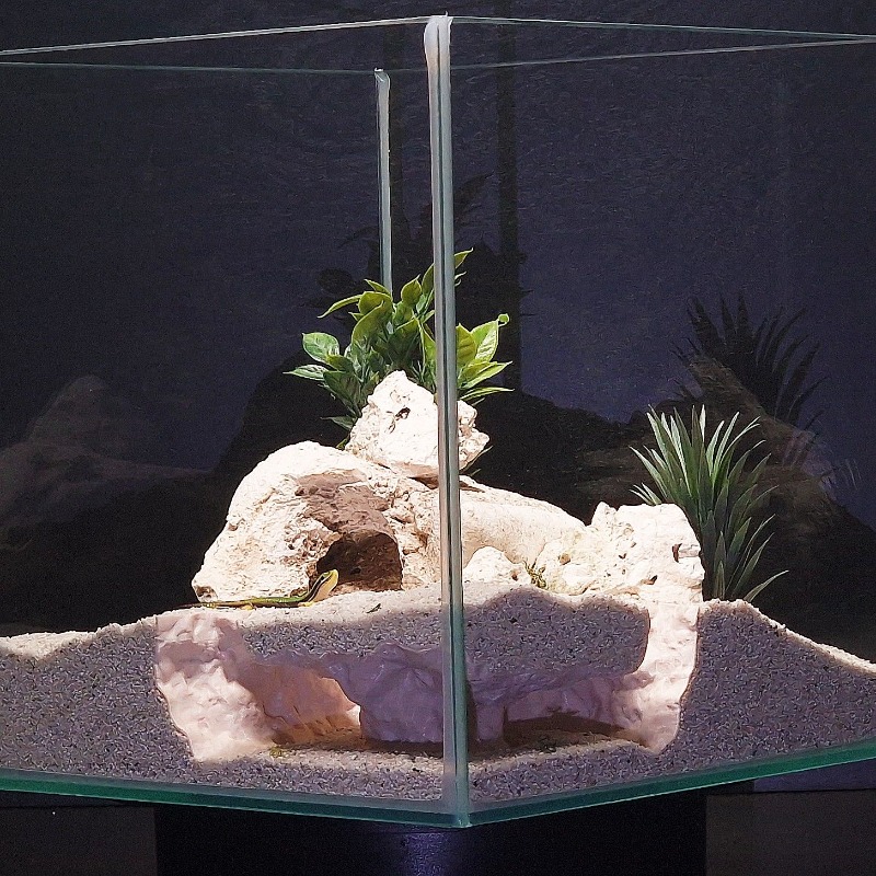3DPrinted Fish Tank Tunnel She - Aquarium Fish Hide 评论和价格