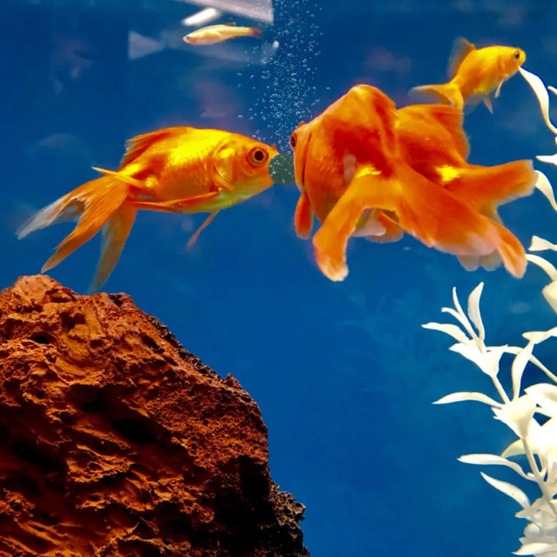 100-1500Pcs High-Purity Spirul - Aquarium Fish Food 评论和价格